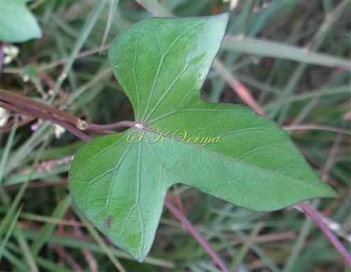  Trilobed leaf